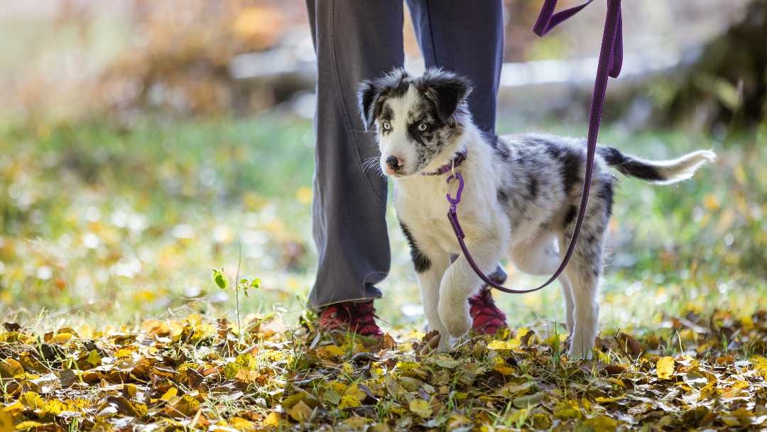 Puppy first walk hotsell